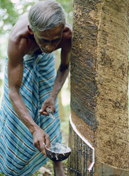 Kautschuk-Anbau in Sri Lanka 